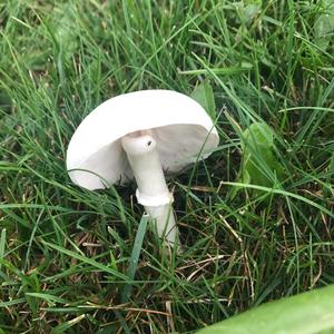 Meadow Agaric