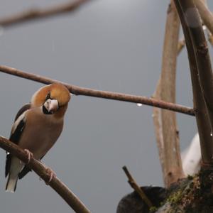 Hawfinch