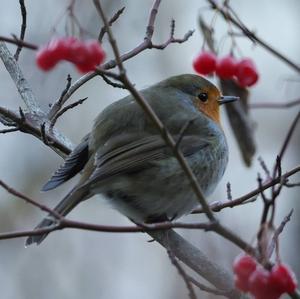 European Robin