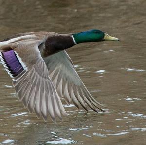 Mallard