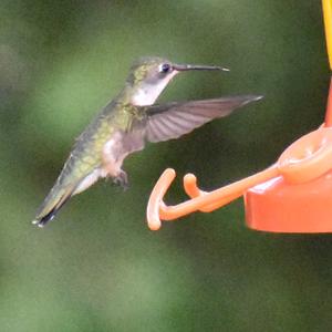 Ruby-throated Hummingbird