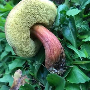 Red-cracked Bolete