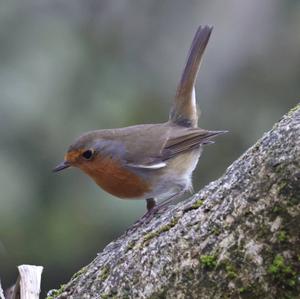 European Robin