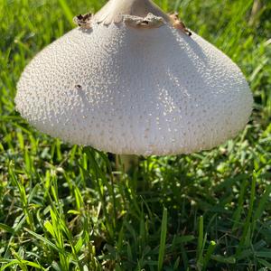 Agaricus impudicus