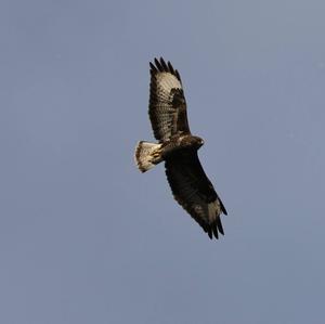 Common Buzzard