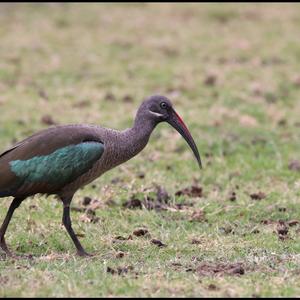 Hadada Ibis