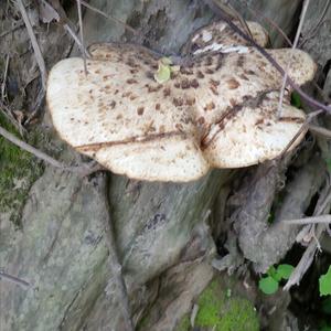 Dryad`s Saddle