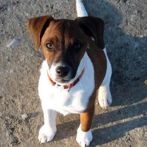 Russell Terrier