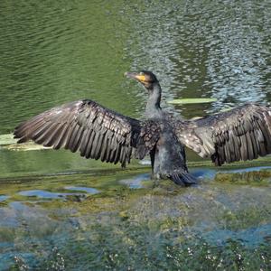 Great Cormorant