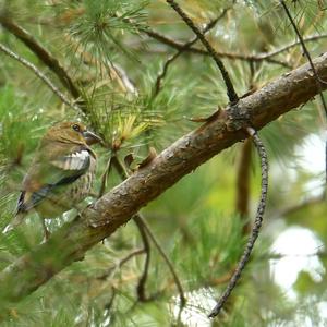 Hawfinch