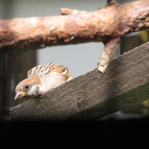 Eurasian Tree Sparrow