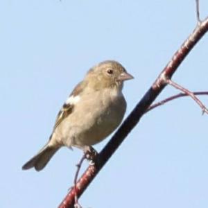 Eurasian Chaffinch