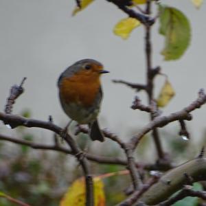 European Robin