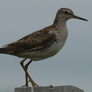 Common Redshank