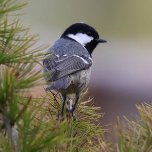 Coal Tit