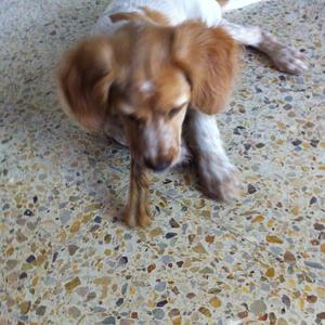 Unknown Breed