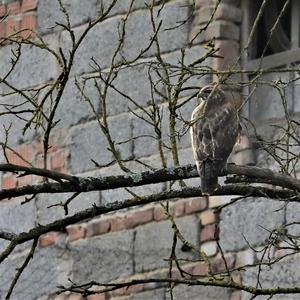 Common Buzzard