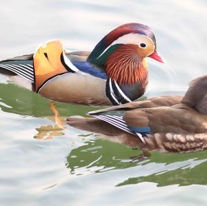 Mandarin Duck