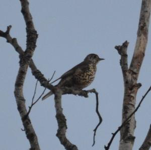 Mistle Thrush