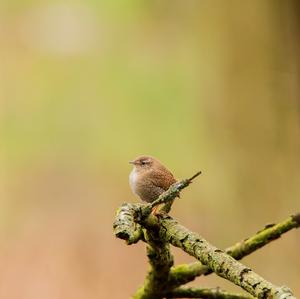 Winter Wren