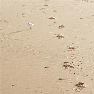 Sanderling