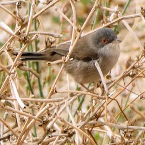 Sardinian Warbler