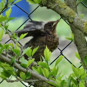 Eurasian Blackbird