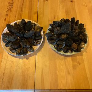 Black Morel