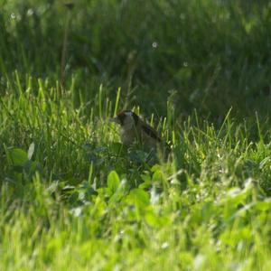 European Goldfinch