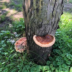 Red-belted Polypore