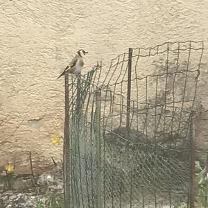 European Goldfinch