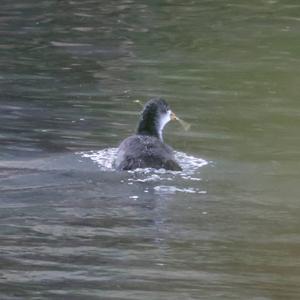 Common Coot