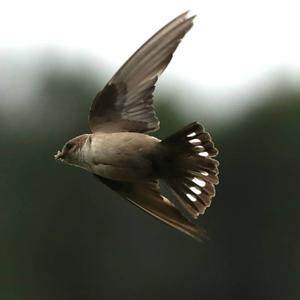 Eurasian Crag-martin