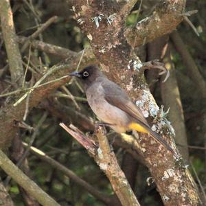 Cape Bulbul