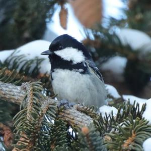 Coal Tit