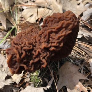 Conifer False Morel