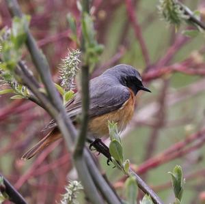 Common Redstart