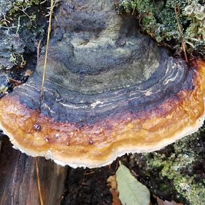 Red-belted Polypore