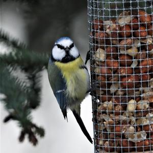 Blue Tit