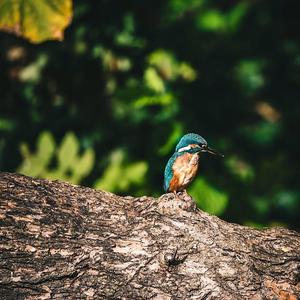 Common Kingfisher