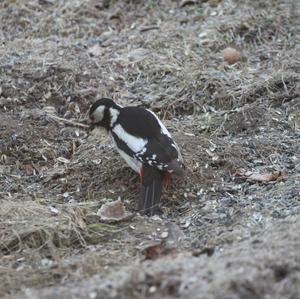 Great Spotted Woodpecker