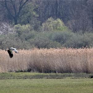 White Stork