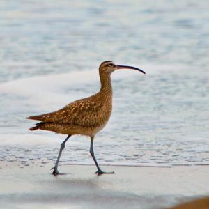 Whimbrel