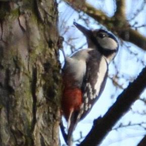 Great Spotted Woodpecker