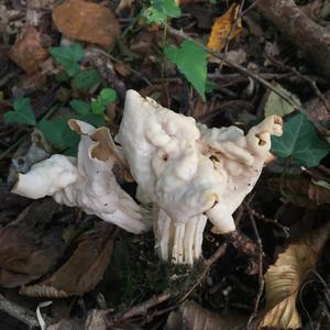 Fluted White Helvella