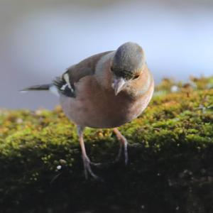 Eurasian Chaffinch