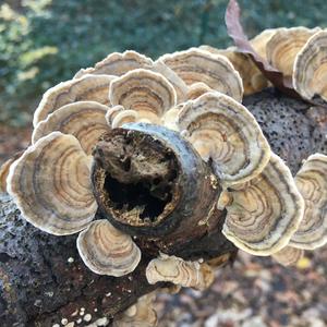 Turkey-tail