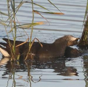 Common Moorhen