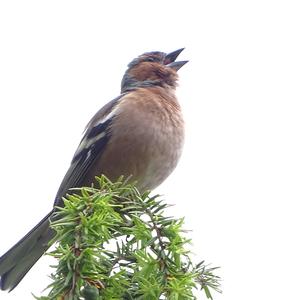 Eurasian Chaffinch