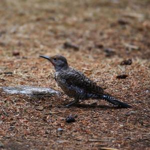 Northern Flicker